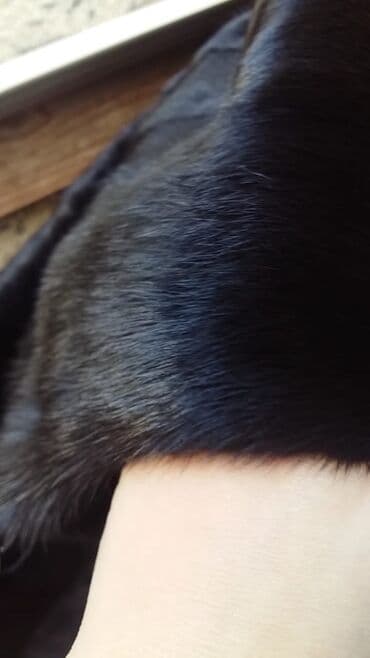 Şuba satilir. Bir defe geyinilib… lalafo.az -da Şuba satilir. Bir defe geyinilib…