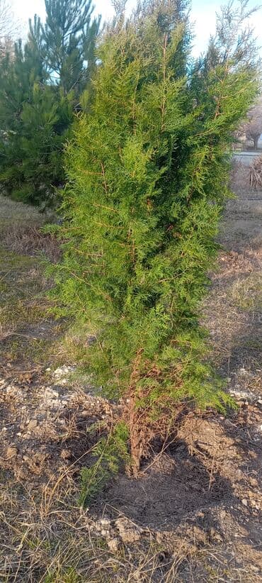 Şam ağaclari amerkaniski Tüa ağaci boyuyende cox gozel goruntusu olur lalafo.az -da Şam ağaclari amerkaniski Tüa ağaci boyuyende cox gozel goruntusu olur