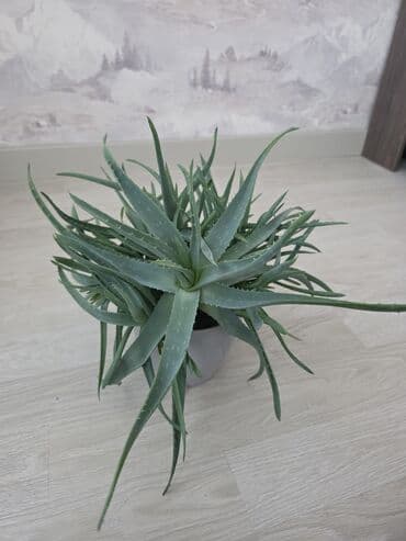 Aloe vera 8 ilik) otaq bitkisi – saksıda - Növ: Aloe vera, ətirli lalafo.az -da Aloe vera 8 ilik) otaq bitkisi – saksıda - Növ: Aloe vera, ətirli