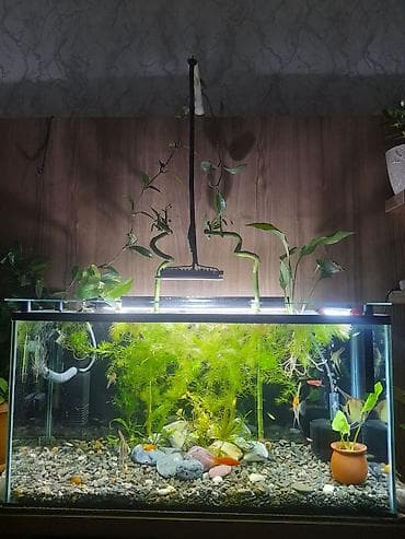 Dördbucaq akvarium, Balıqlarla birlikdə, 100 l, Ünvandan götürmə lalafo.az -da Dördbucaq akvarium, Balıqlarla birlikdə, 100 l, Ünvandan götürmə