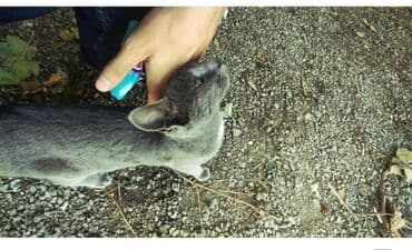 Rus mavi, Dişi, Yaxşı əllərə lalafo.az -da Rus mavi, Dişi, Yaxşı əllərə