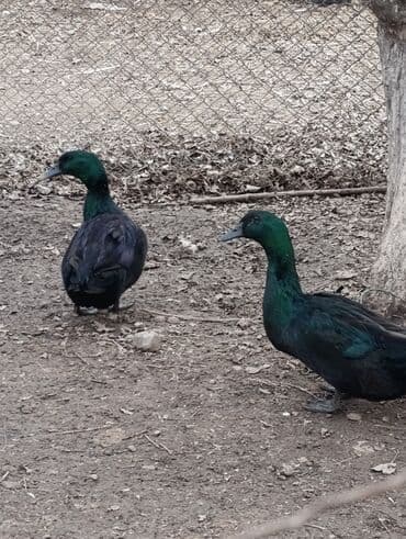 Great Wall: Kayuqa erkəkdi disi yoxdu deye satiram Məhsul: Qara ördək (şəffaf lalafo.az -da — 4 Great Wall: Kayuqa erkəkdi disi yoxdu deye satiram Məhsul: Qara ördək (şəffaf — 4