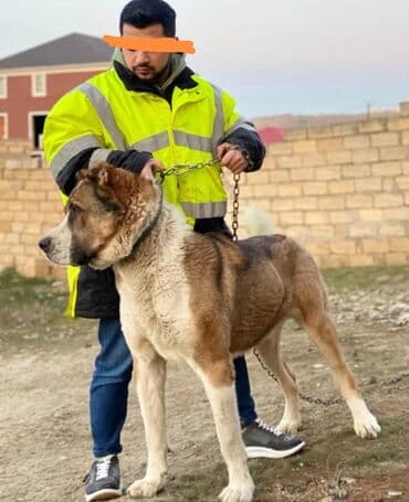 Alabay, Erkek, Cütləşmə üçün, Ünvandan götürmə lalafo.az -da Alabay, Erkek, Cütləşmə üçün, Ünvandan götürmə