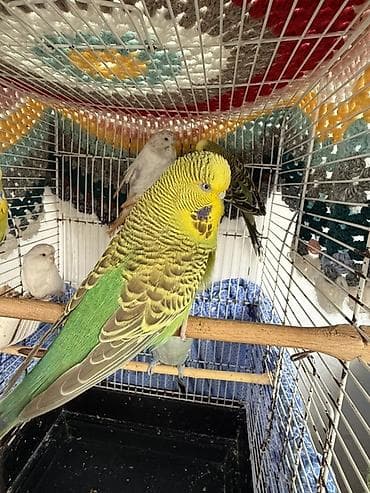 1.5 illik Çex quşlar Temiz qan çrx quşlardır ve cute hazirdir lalafo.az -da 1.5 illik Çex quşlar Temiz qan çrx quşlardır ve cute hazirdir