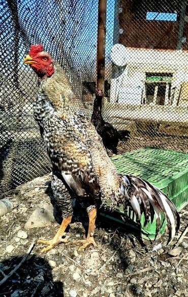 Təsvir:salam.hər heyvanın öz qiyməti var hamsını götüren olsa biraz lalafo.az -da — 3 Təsvir:salam.hər heyvanın öz qiyməti var hamsını götüren olsa biraz — 3