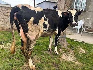 2 ci qarin inek. 20 litr süd verir. Balasiz satılır. Real alıcılar lalafo.az -da 2 ci qarin inek. 20 litr süd verir. Balasiz satılır. Real alıcılar