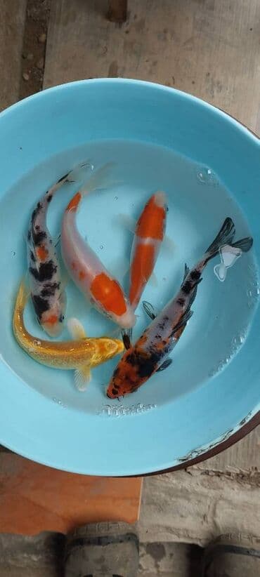 Balıqlar: Koi, Sülhsevər, Ödənişli çatdırılma lalafo.az -da — 3 Balıqlar: Koi, Sülhsevər, Ödənişli çatdırılma — 3