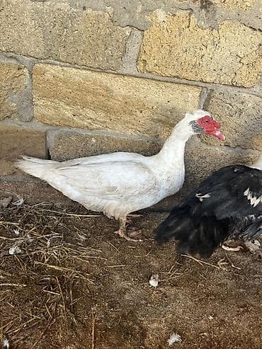 Erkək, | Lal ördək, Damazlıq, Ünvandan götürmə lalafo.az -da Erkək, | Lal ördək, Damazlıq, Ünvandan götürmə