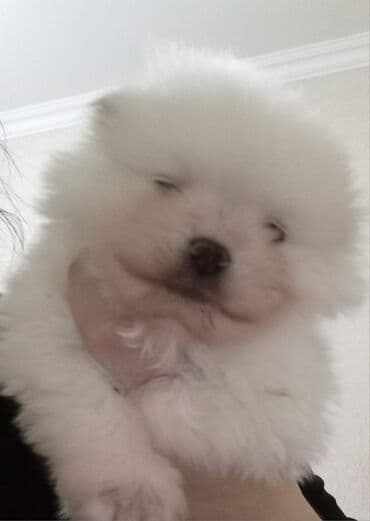 Tecili Cins pomeryan
42 gunluk
Cinsiyyet erkey lalafo.az -da Tecili Cins pomeryan
42 gunluk
Cinsiyyet erkey