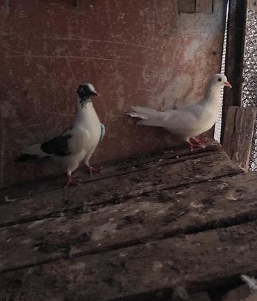 Goyərcin gozü xallı oynağ quşdu 4 saata kimi uçuşu var gözdü oynağ at lalafo.az Goyərcin gozü xallı oynağ quşdu 4 saata kimi uçuşu var gözdü oynağ