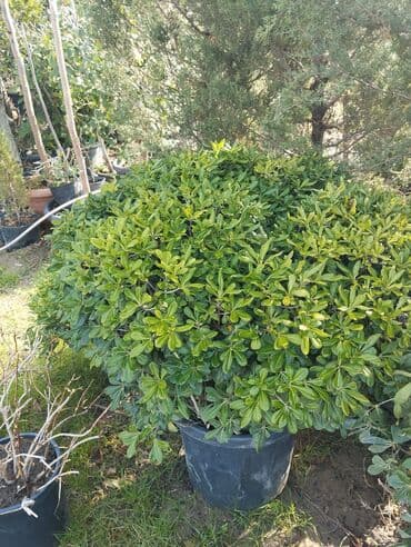 Бусы: Bağ və landşaft üçün qapalı qablarda əkilmiş dekorativ bitkilər - at lalafo.az — 6 Бусы: Bağ və landşaft üçün qapalı qablarda əkilmiş dekorativ bitkilər - — 6