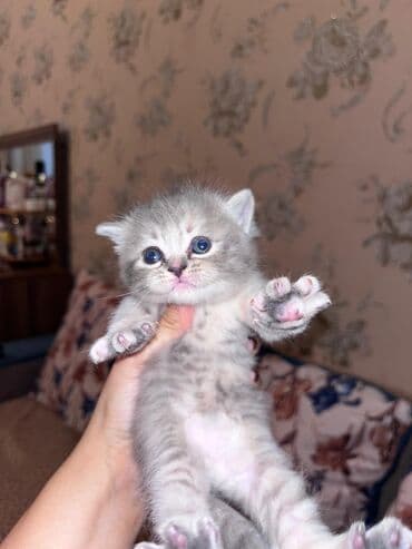 Tabbi, Erkək, Dişi, Yaxşı əllərə, Ünvandan götürmə, Pulsuz çatdırılma, Ödənişli çatdırılma lalafo.az -da Tabbi, Erkək, Dişi, Yaxşı əllərə, Ünvandan götürmə, Pulsuz çatdırılma, Ödənişli çatdırılma