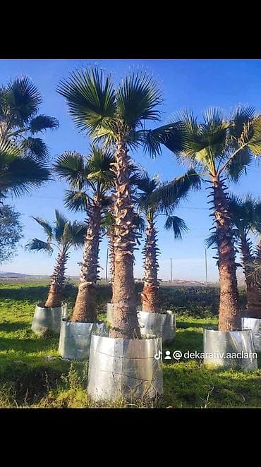 Torf gubresinin satisi şəkildə gorduyunuz mehsullar var qazon torpaq lalafo.az -da — 3 Torf gubresinin satisi şəkildə gorduyunuz mehsullar var qazon torpaq — 3