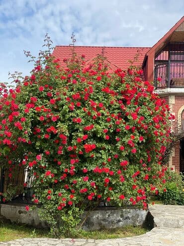 220 kv. m, 4 otaqlı, Kanalizasiya, İnternet, Telefon lalafo.az -da — 16 220 kv. m, 4 otaqlı, Kanalizasiya, İnternet, Telefon — 16