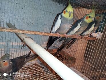 Korellalar sultan tutu quşları karellə əl quşları rucnoyluğ və lalafo.az -da Korellalar sultan tutu quşları karellə əl quşları rucnoyluğ və