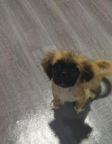 Pekines, 3 ay, Dişi, Peyvəndli, Ünvandan götürmə lalafo.az -da Pekines, 3 ay, Dişi, Peyvəndli, Ünvandan götürmə