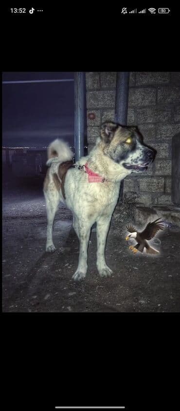 Cütləşdirmek üçün baki piratin nəvəsidi lalafo.az -da Cütləşdirmek üçün baki piratin nəvəsidi