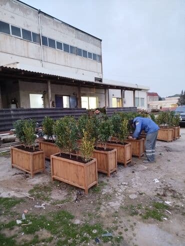 🇦🇿Bakı şəhəri üzrə zəmanətli Taxta dipçəklərin topdan və pərakəndə lalafo.az -da 🇦🇿Bakı şəhəri üzrə zəmanətli Taxta dipçəklərin topdan və pərakəndə