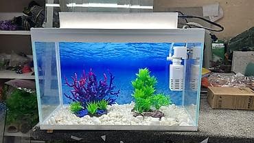 Hazir ölcülərdə akvariumlar var Baliqlar var satişda Dekorlar lalafo.az -da Hazir ölcülərdə akvariumlar var Baliqlar var satişda Dekorlar