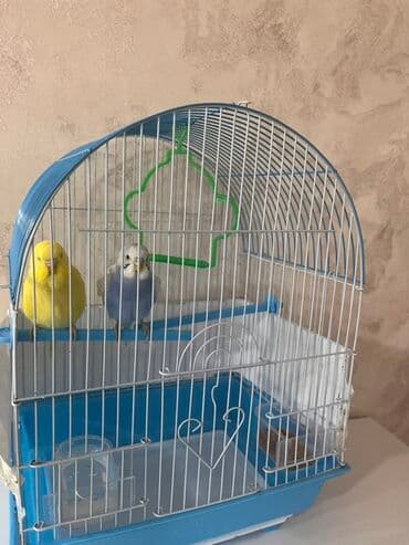 Budaqlar və aksessuarlarla birlikdə qəbulu üçün hazır tutuquşu və lalafo.az -da Budaqlar və aksessuarlarla birlikdə qəbulu üçün hazır tutuquşu və