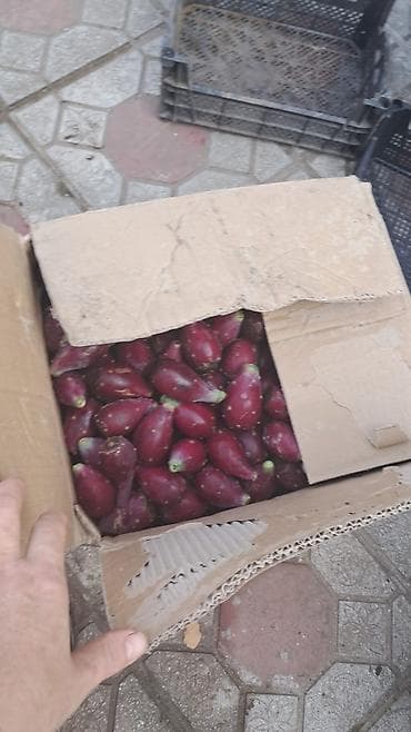 Kaktus meyvesi şekerin dermanıdırtebii,vitaminlerle zengin,münasib lalafo.az -da Kaktus meyvesi şekerin dermanıdırtebii,vitaminlerle zengin,münasib