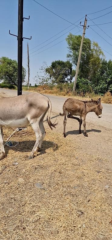 Məhsul: Eşşək ana-buzağı cütü Təsvir: - Ana eşşək və yanında bala lalafo.az -da Məhsul: Eşşək ana-buzağı cütü Təsvir: - Ana eşşək və yanında bala
