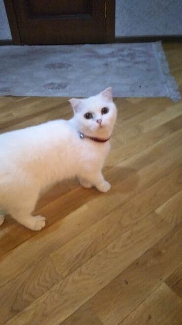 Şotland, Dişi, Yaxşı əllərə, Ödənişli çatdırılma lalafo.az -da Şotland, Dişi, Yaxşı əllərə, Ödənişli çatdırılma