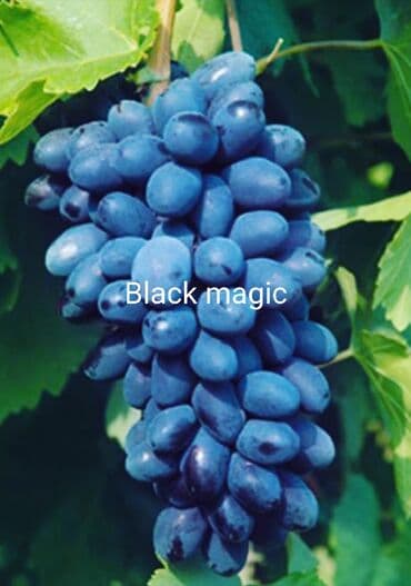 Ləpələr: Üzüm tingləri və süfrə-sortları - Avatar (şirin barmaqvari qara lalafo.az -da — 6 Ləpələr: Üzüm tingləri və süfrə-sortları - Avatar (şirin barmaqvari qara — 6