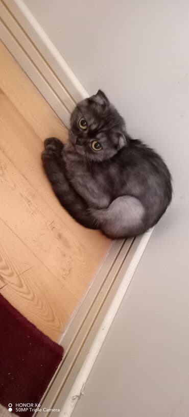 Şotland yastı qulaq lalafo.az -da Şotland yastı qulaq