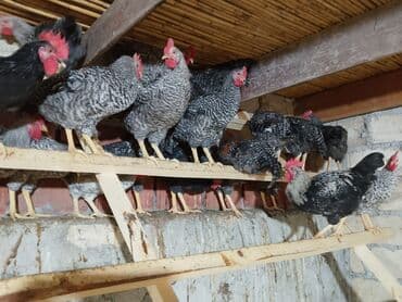 Toyuq cücələri, Ətlik lalafo.az -da Toyuq cücələri, Ətlik