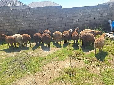 Qoyun-quzu sürüsü - Növ: Yerli ətlik-yunlu qoyunlar və quzular - Say lalafo.az -da Qoyun-quzu sürüsü - Növ: Yerli ətlik-yunlu qoyunlar və quzular - Say