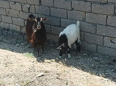 Qoyun-keçi təsərrüfatı üçün yerli keçilər - Şəkillərdə müxtəlif at lalafo.az Qoyun-keçi təsərrüfatı üçün yerli keçilər - Şəkillərdə müxtəlif