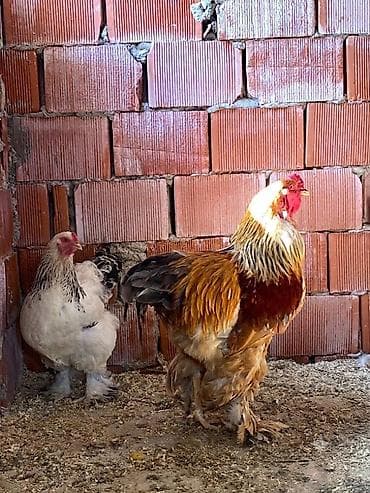 Bir cüt light Brahma fərə və Buff Brahma xoruz cüt satılır. Fərə demək lalafo.az -da Bir cüt light Brahma fərə və Buff Brahma xoruz cüt satılır. Fərə demək