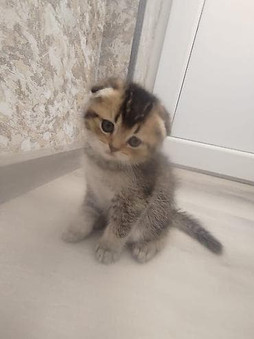 Şotland yastı qulaq lalafo.az -da Şotland yastı qulaq