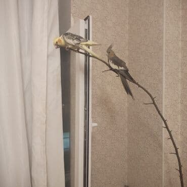 Korellalar 1 cut erkek ve diwi papuqaylar 10 ayliq balalardi lalafo.az -da Korellalar 1 cut erkek ve diwi papuqaylar 10 ayliq balalardi