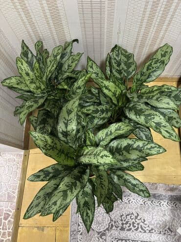 Aglaonema hündürlük 55 60sm.
Dolğun və gözəldir.
Çatdırılma var lalafo.az -da Aglaonema hündürlük 55 60sm.
Dolğun və gözəldir.
Çatdırılma var