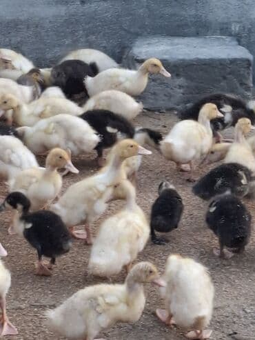 110 dendi 27 gunukdu tam saglam yawilbaw ve pekin ordek balsi 3. 30 1 lalafo.az -da 110 dendi 27 gunukdu tam saglam yawilbaw ve pekin ordek balsi 3. 30 1