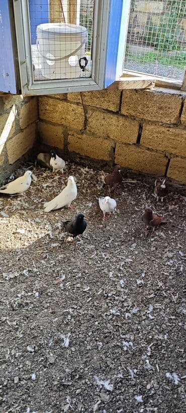 Salam 8 ədəddir hamisi saglam heyvanlardi qiymət 25 manat təktək biri lalafo.az -da Salam 8 ədəddir hamisi saglam heyvanlardi qiymət 25 manat təktək biri