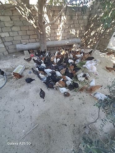 Qarışıq cinsli kənd toyuqları və cücə heyəti - Həyət şəraitində lalafo.az -da Qarışıq cinsli kənd toyuqları və cücə heyəti - Həyət şəraitində
