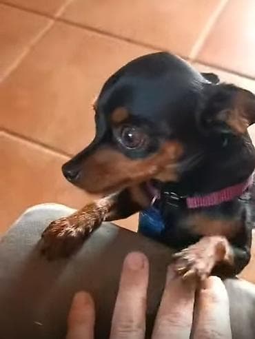 Miniatür pinçer, 3 il, Erkek lalafo.az -da Miniatür pinçer, 3 il, Erkek