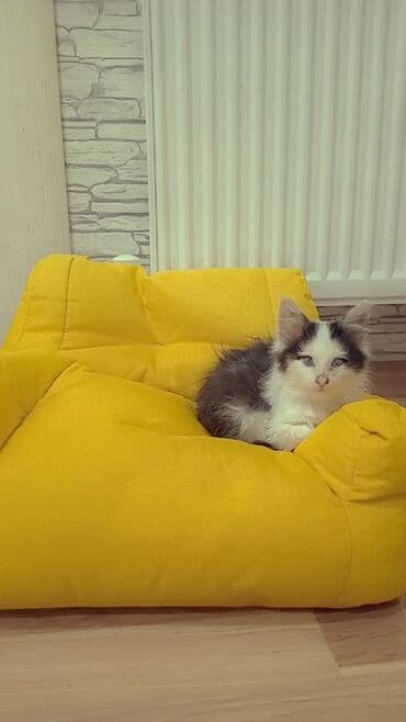 Sahiblendirirem pulsuz.Dişi 1 ayliq.Yaxşi ellere - Kiçik ölçülü lalafo.az -da Sahiblendirirem pulsuz.Dişi 1 ayliq.Yaxşi ellere - Kiçik ölçülü