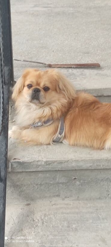 Pekines, 1 il, Erkek lalafo.az -da Pekines, 1 il, Erkek