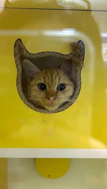 Dişi, Yaxşı əllərə lalafo.az -da Dişi, Yaxşı əllərə