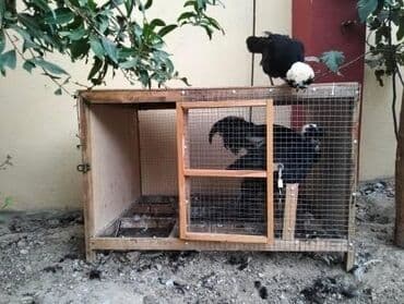 7 eded var
Hamisini alana biri 50 manatdan verilecek lalafo.az -da 7 eded var
Hamisini alana biri 50 manatdan verilecek