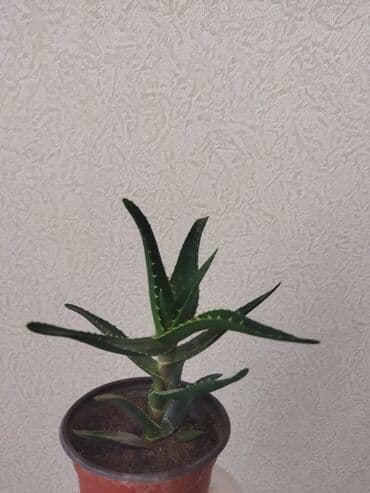 Алоэ lalafo.az -da Алоэ