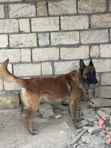 Belçika çoban iti, 2 il, Erkek, Peyvəndli lalafo.az -da Belçika çoban iti, 2 il, Erkek, Peyvəndli