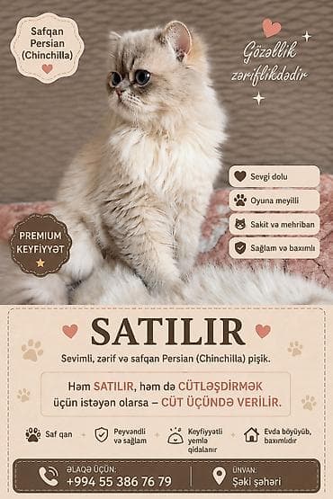 Şinşilla, Dişi, Cütləşmə üçün, Ünvandan götürmə lalafo.az -da Şinşilla, Dişi, Cütləşmə üçün, Ünvandan götürmə