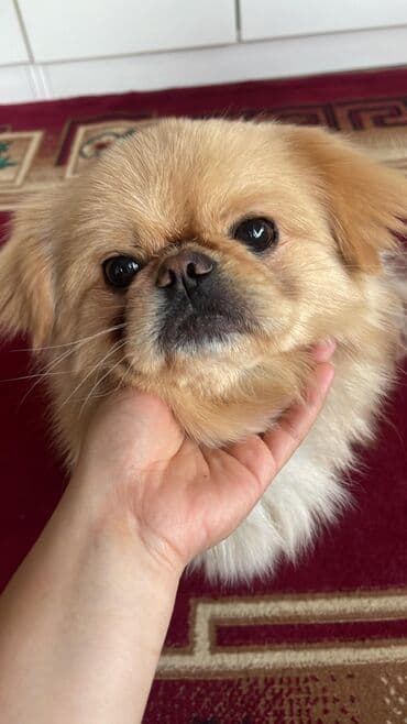 Pekines lalafo.az -da Pekines