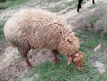 Qoyun – yerli cins, qəhvəyi rəngli, uzun və sıx yunlu. - Məqsəd: ət lalafo.az -da Qoyun – yerli cins, qəhvəyi rəngli, uzun və sıx yunlu. - Məqsəd: ət