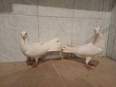 Eni quyruq aglar 18 tuk cut maya erkey lalafo.az -da Eni quyruq aglar 18 tuk cut maya erkey